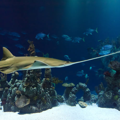 aquarium la rochelle